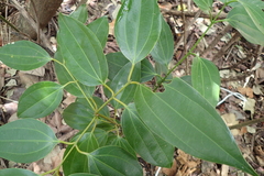 Cinnamomum osmophloeum