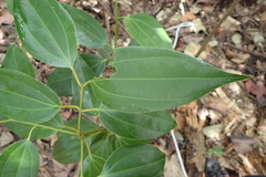 Cinnamomum osmophloeum