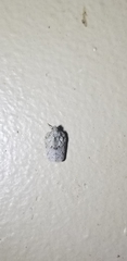 Flatoidinus punctatus