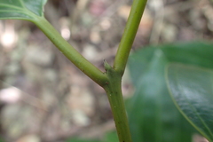 Cinnamomum osmophloeum