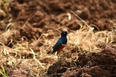 Lamprotornis superbus