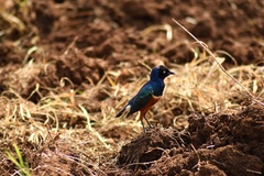 Lamprotornis superbus