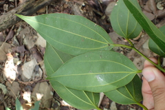 Cinnamomum osmophloeum