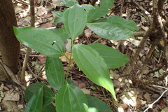 Cinnamomum osmophloeum