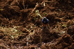 Lamprotornis superbus