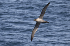 Light-Mantled Albatross photo 3