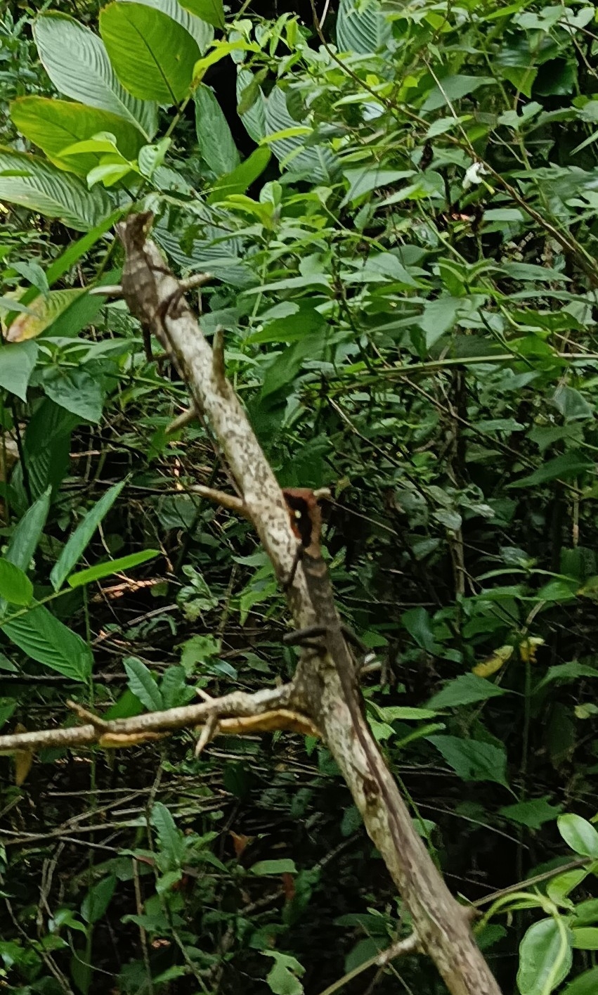 Elliot's forest lizard