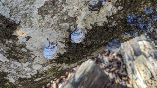 Fomes fomentarius