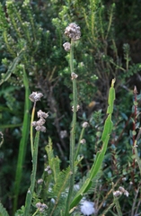 Baccharis sagittalis