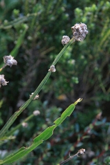 Baccharis sagittalis