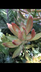 Sedum adolphi