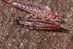 Idolothrips spectrum