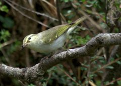 Phylloscopus reguloides