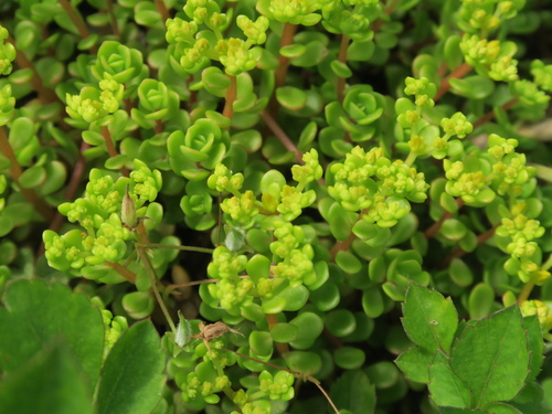 Sedum makinoi iNat (1)