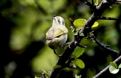 Phylloscopus reguloides