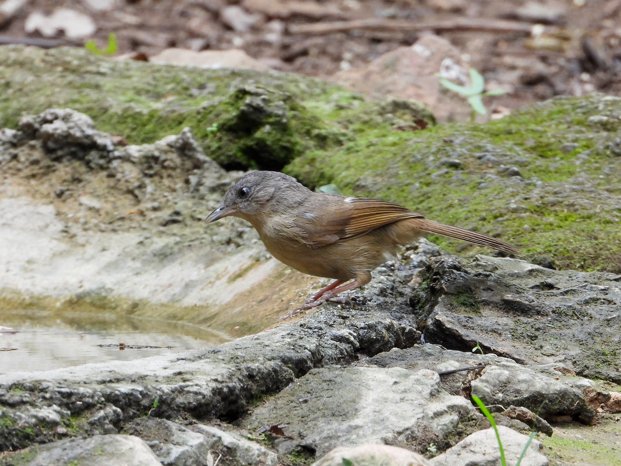 Brown-cheeked Fulvetta illustration
