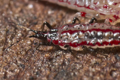 Idolothrips spectrum