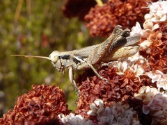 Melanoplus cinereus