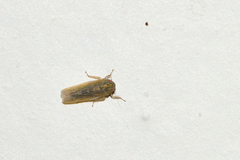 Dalbulus elimatus