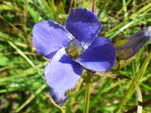 grand fringed gentian (Gentianopsis macrantha)