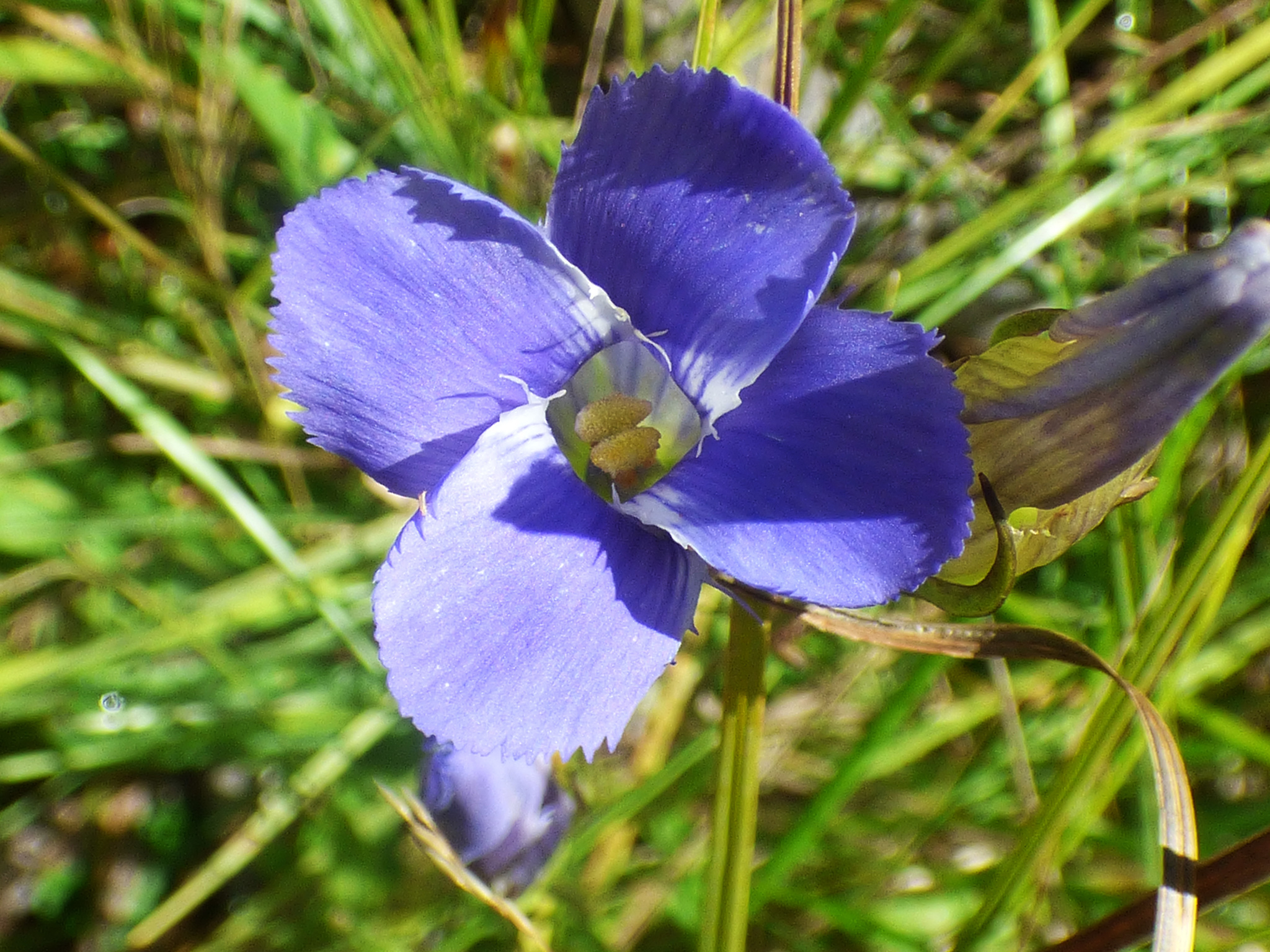 Gentianopsis macrantha