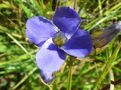 Gentianopsis macrantha