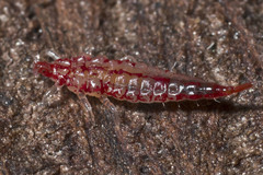 Idolothrips spectrum