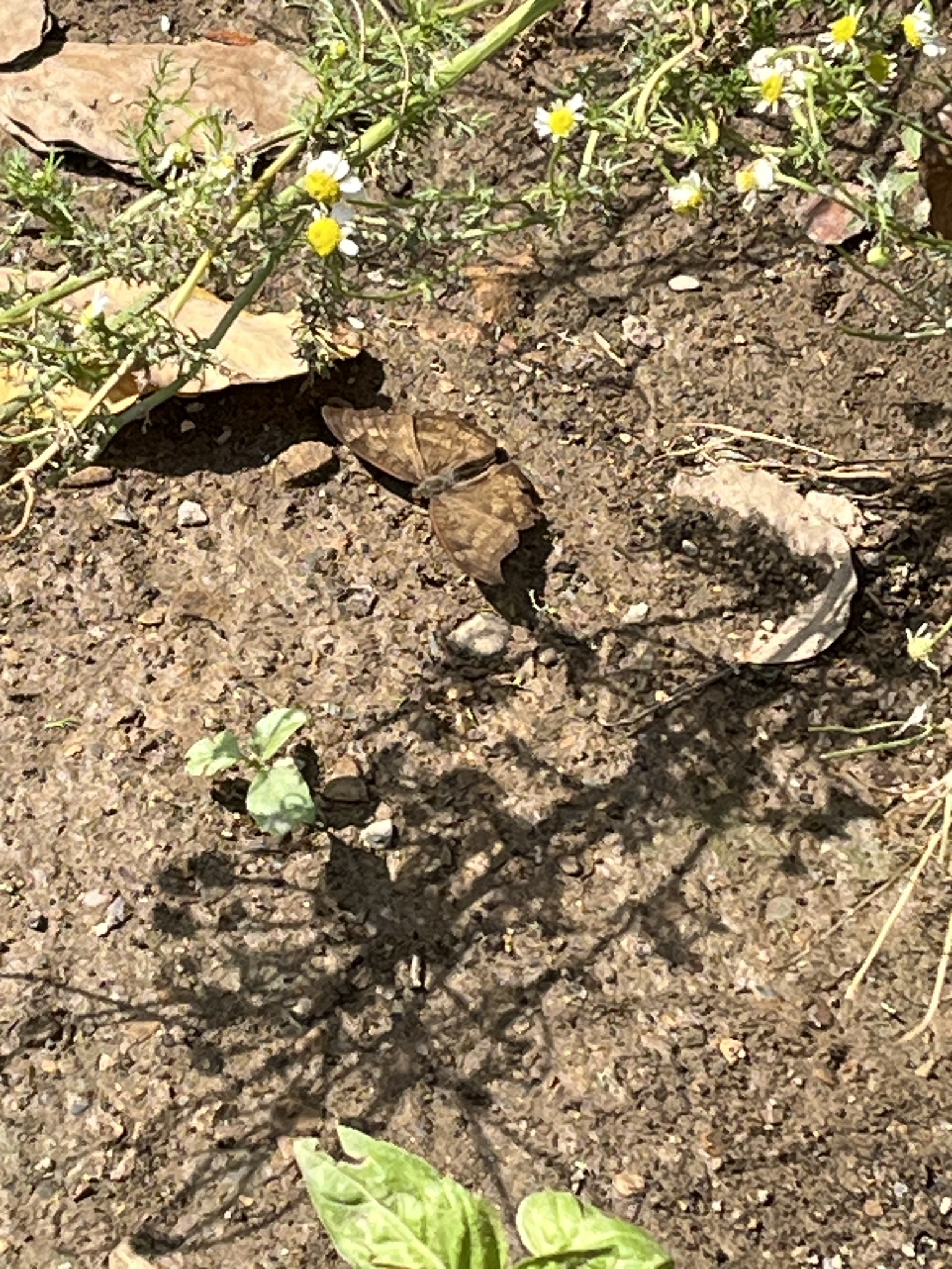 Common Castor