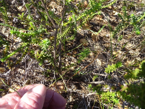 Image of Heliophila subulata by (c) Shaun Swanepoel, some rights reserved (CC BY)