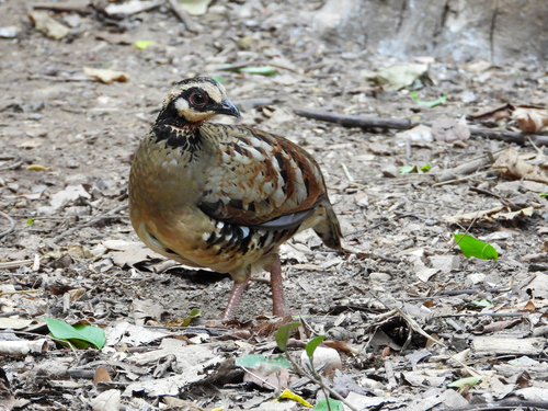 Bar-backed Partridge (Arborophila brunneopectus), photo 7