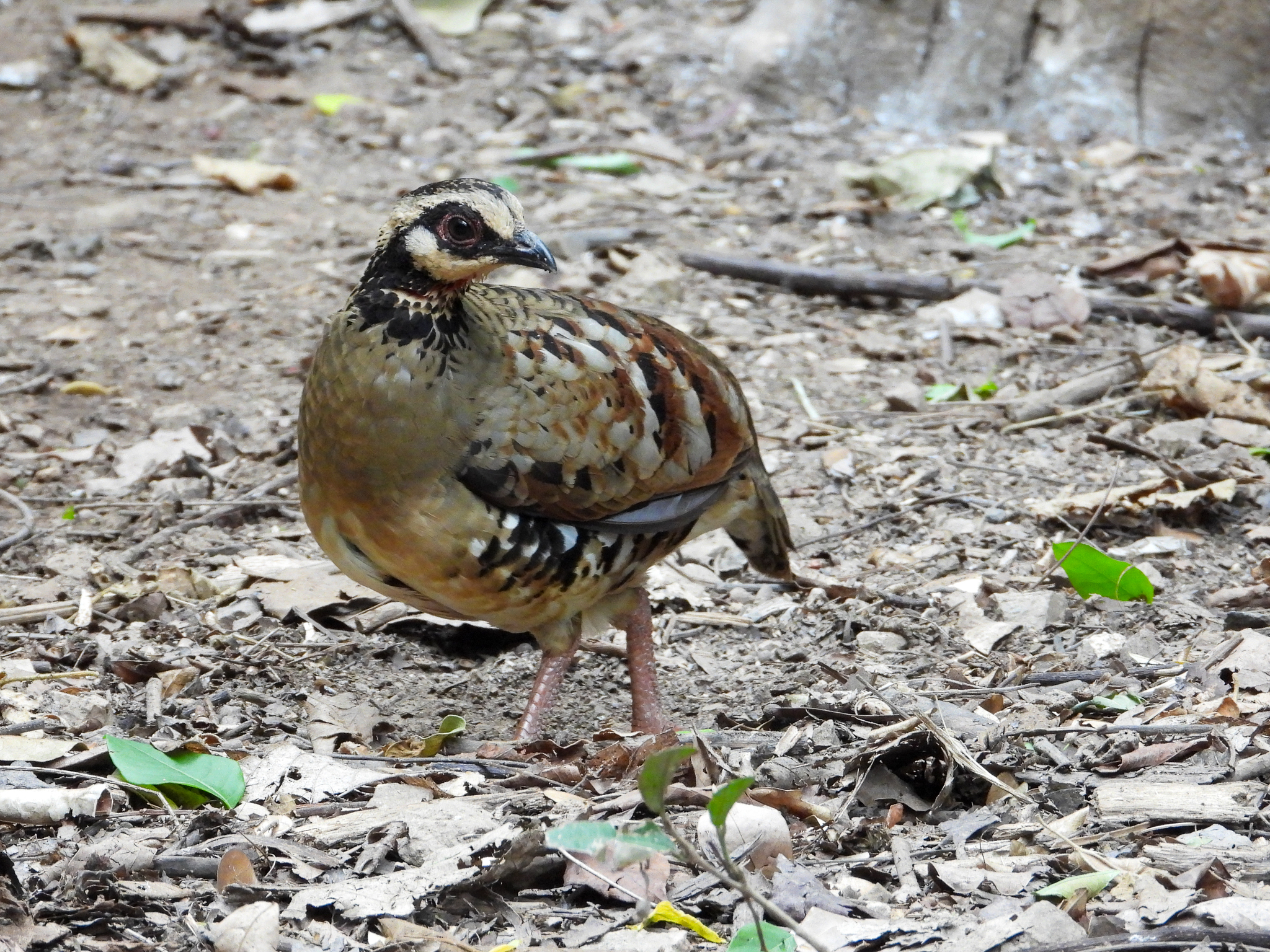 Bar-backed Partridge (Arborophila brunneopectus), photo 9
