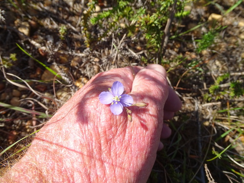 Image of Heliophila subulata by (c) Shaun Swanepoel, some rights reserved (CC BY)