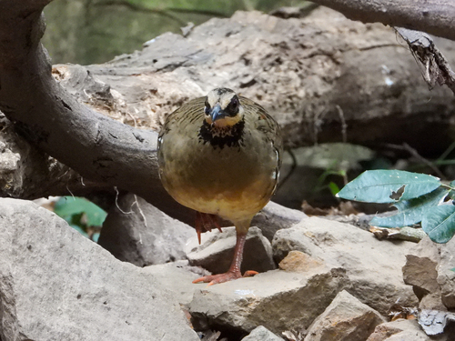 Bar-backed Partridge (Arborophila brunneopectus), photo 8