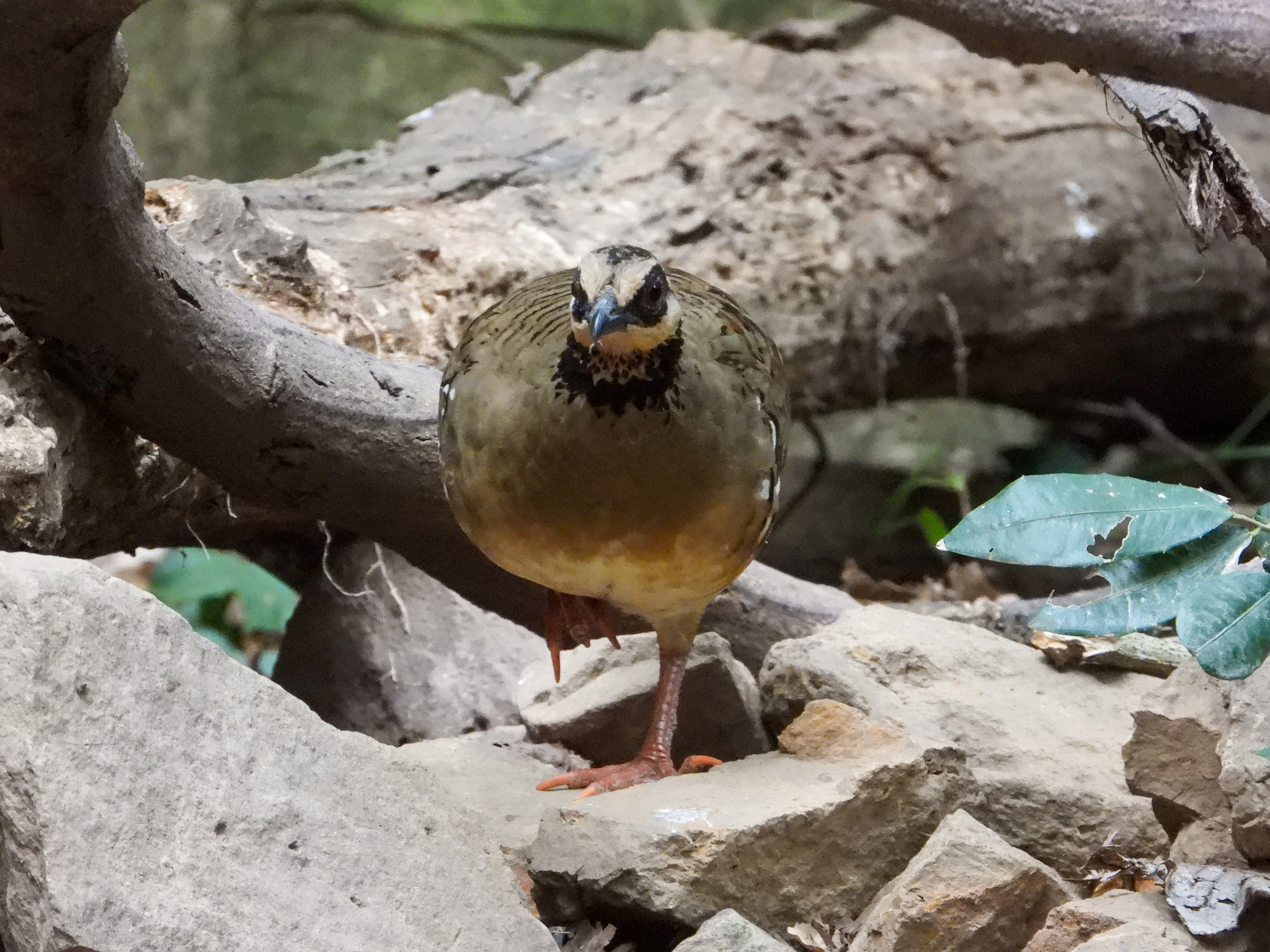 Bar-backed Partridge (Arborophila brunneopectus), photo 10