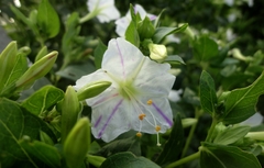 Mirabilis jalapa