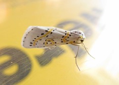 Philtraea paucimacula