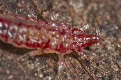 Idolothrips spectrum