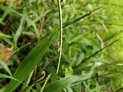 Eriovixia laglaizei