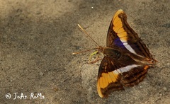 Doxocopa laure laure