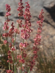 Rumex paucifolius