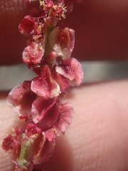 Rumex paucifolius