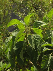Verbesina arborea