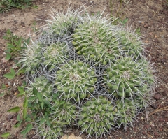 Mammillaria compressa compressa