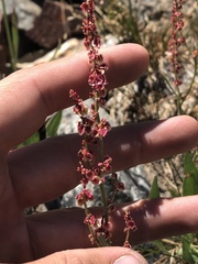 Rumex paucifolius
