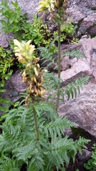 Pedicularideae