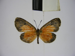 Ptelina carnuta