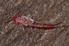 Idolothrips spectrum