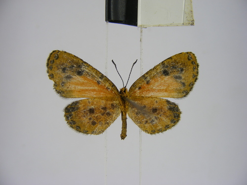 Ptelina carnuta