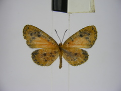 Ptelina carnuta