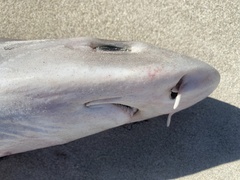 Whiskery Shark photo 3